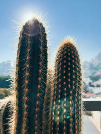 Close-up of cactus growing on field against sky