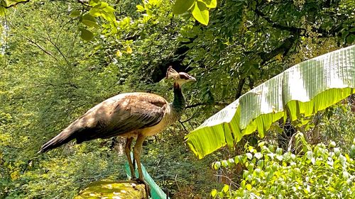 Bird perching on a lake