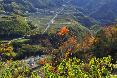 High angle view of plants and trees in forest