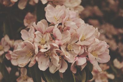 Close-up of pink cherry blossoms