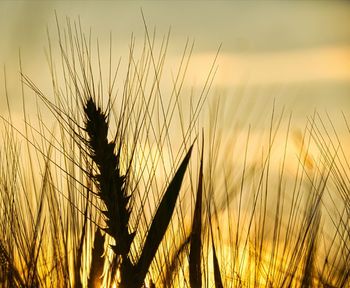 Close-up of stalks in field against sunset sky