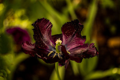 Close-up of purple flowering plant