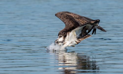 Close-up of duck swimming on lake