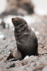 Close-up of seal