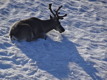 A reindeer is hanging in the snow in sweden