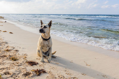 Dog on beach