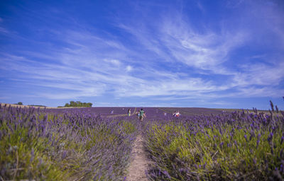 Scenic view of lavender field against sky