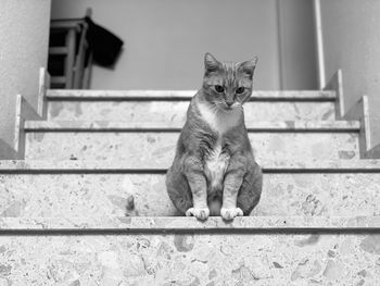 Portrait of cat sitting on staircase