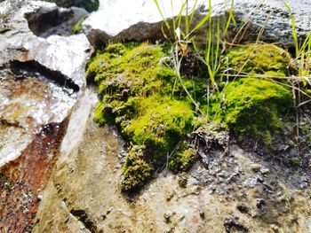 Close-up of waterfall along plants