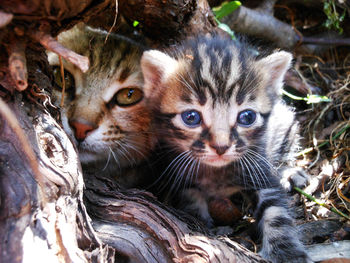 Close-up portrait of kitten