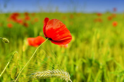 Close-up of red poppy flower