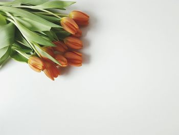 Close-up of fruit over white background