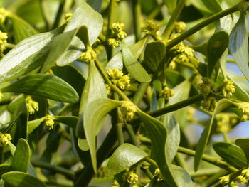 Close-up of fresh green leaves