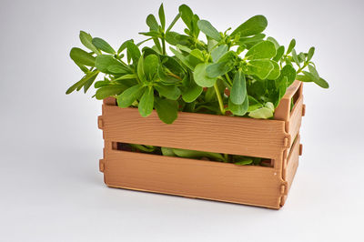 Close-up of fresh green leaves against white background