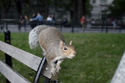 Close-up of squirrel on grass