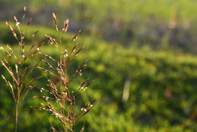 Close-up of plant growing on field