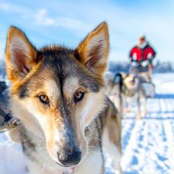 Close-up portrait of dog during winter
