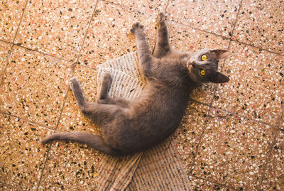 High angle portrait of lizard relaxing on land