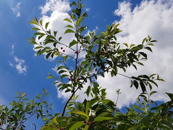 Low angle view of flowering plant against sky