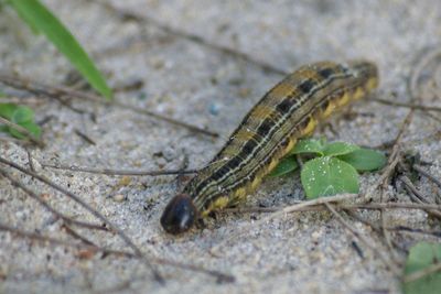 Close-up of insect