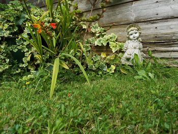 Plants growing on field