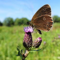 Close-up of butterfly pollinating on flower