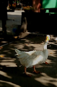 Close-up of birds