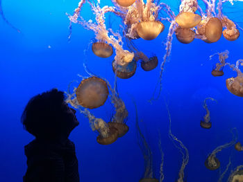 Side view of woman looking at jellyfish swimming in aquarium