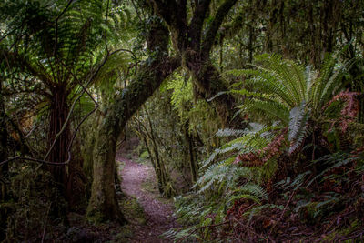 Trees in forest