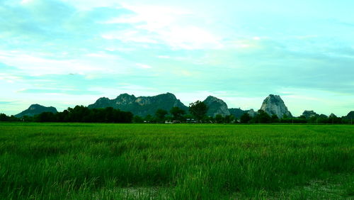 Scenic view of agricultural field against sky