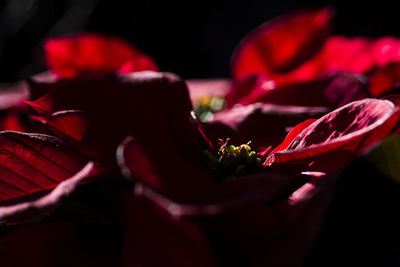 Close-up of red flower blooming at night