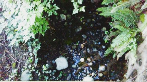 Plants growing in park