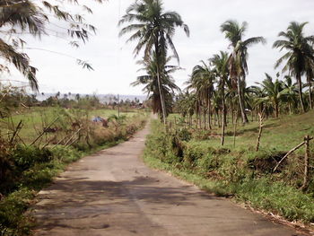 Scenic view of palm trees against sky