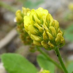 Close-up of yellow flower