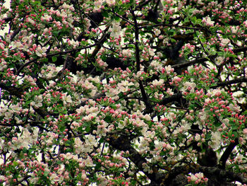 Low angle view of cherry blossoms