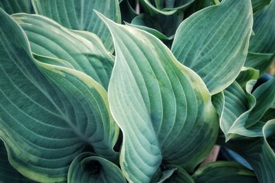 Full frame shot of green leaves