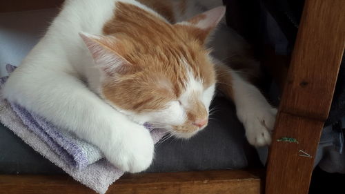 Close-up of ginger cat relaxing on floor