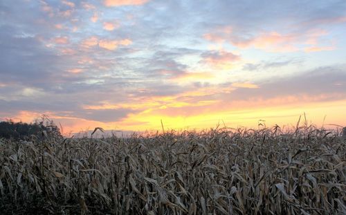 Scenic view of field against cloudy sky