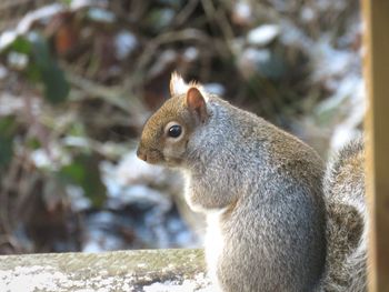 Close-up of squirrel on tree