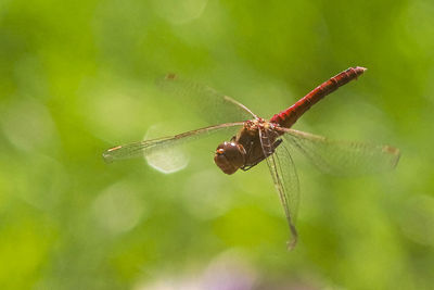 Close-up of insect