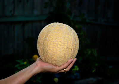 Close-up of hand holding melon 