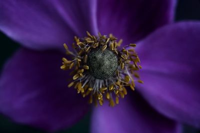 Close-up of purple flowering plant