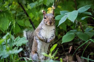 Squirrel on tree