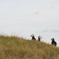 View of puffins on field against sky on iceland