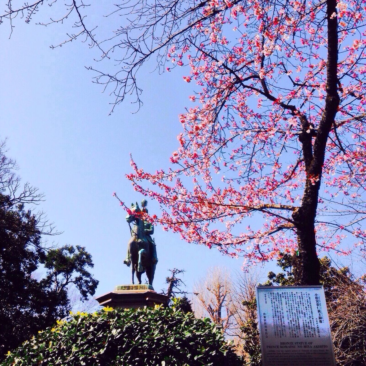 tree, statue, low angle view, branch, sculpture, human representation, art and craft, growth, art, creativity, built structure, building exterior, architecture, flower, nature, clear sky, sky, day, park - man made space