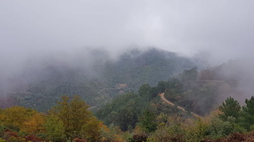 Trees on landscape against sky during foggy weather