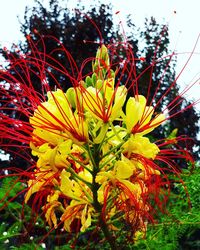 Close-up of yellow flowers blooming on tree