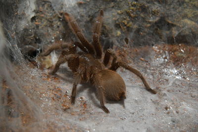 Close-up of spider