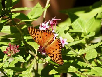 Close-up of butterfly pollinating on flower