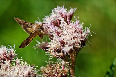 Close-up of thick headed butterfly pollinating on flower